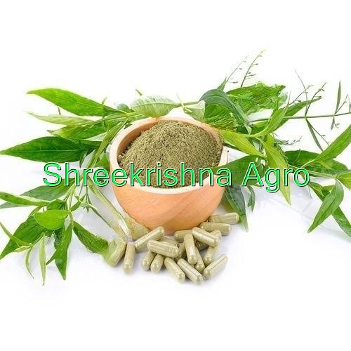 Andrographis Paniculata Extract