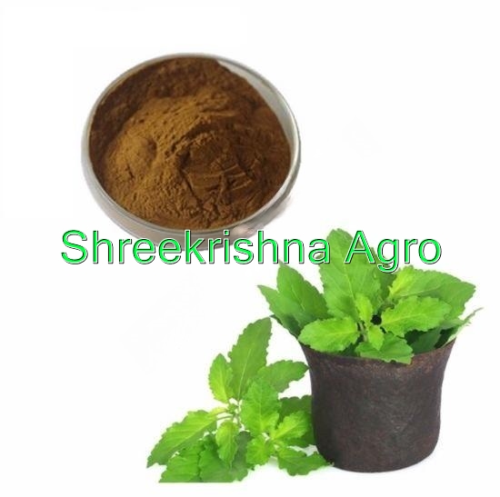 Ocimum Sanctum Extract