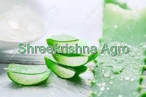 Aloe Vera Extract