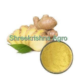 Zingiber Officinale Tuber Extract